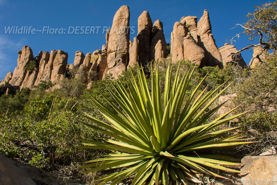 Desert-Plants-97.jpg