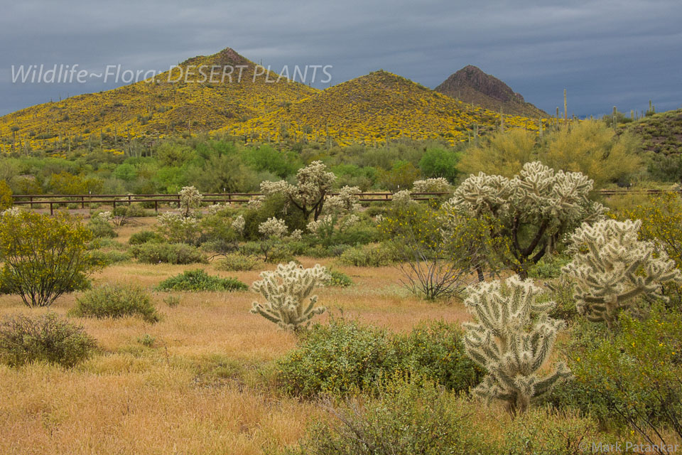 Desert-Plants-98.jpg