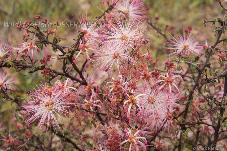 Desert-Plants-99.jpg