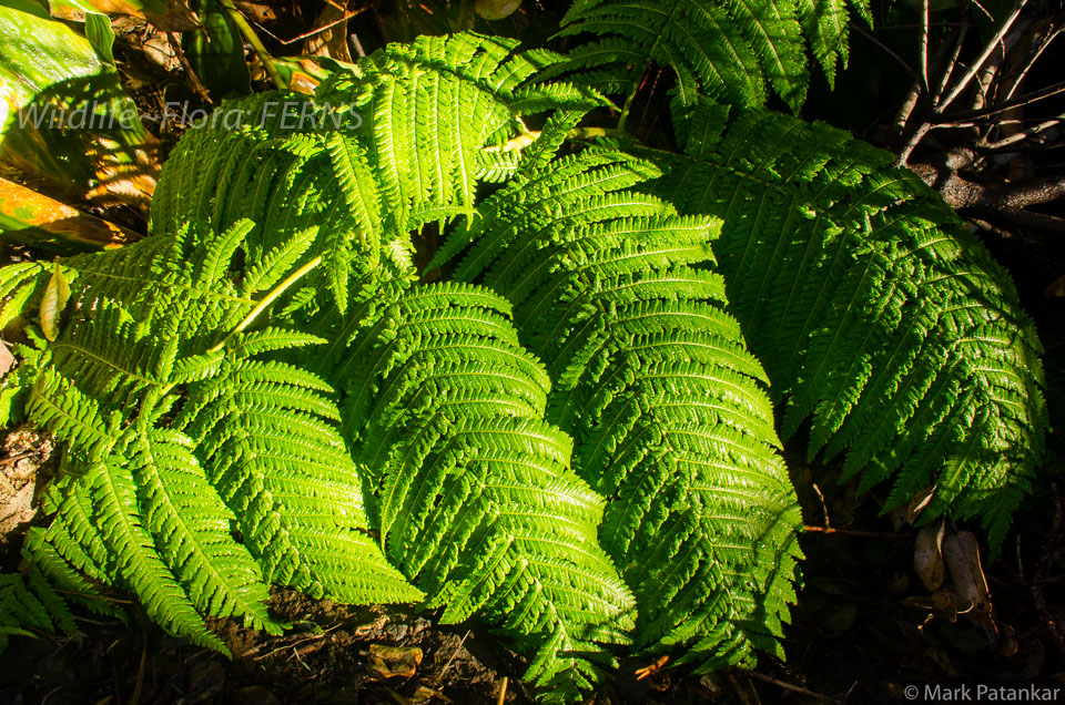 Ferns-11.jpg