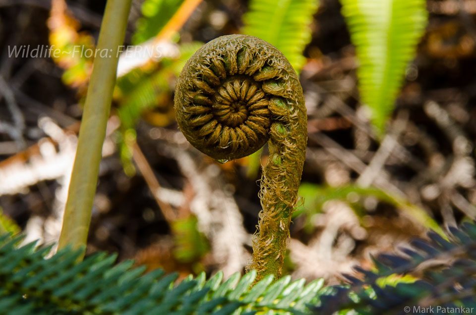 Ferns-14.jpg