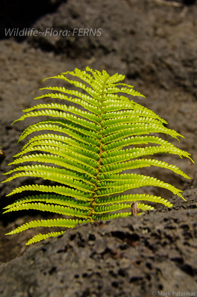 Ferns-15.jpg