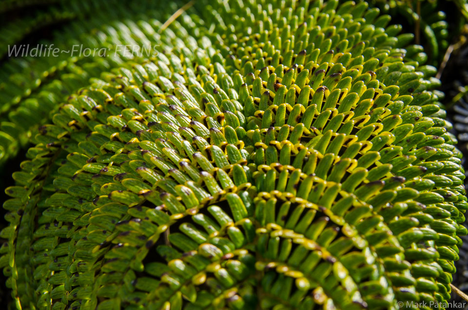 Ferns-26.jpg