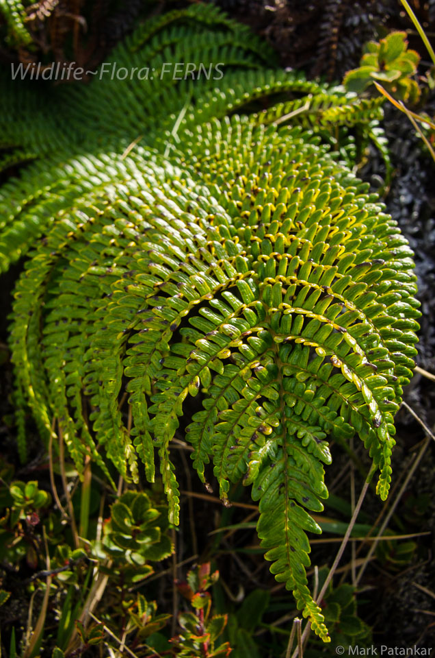 Ferns-27.jpg