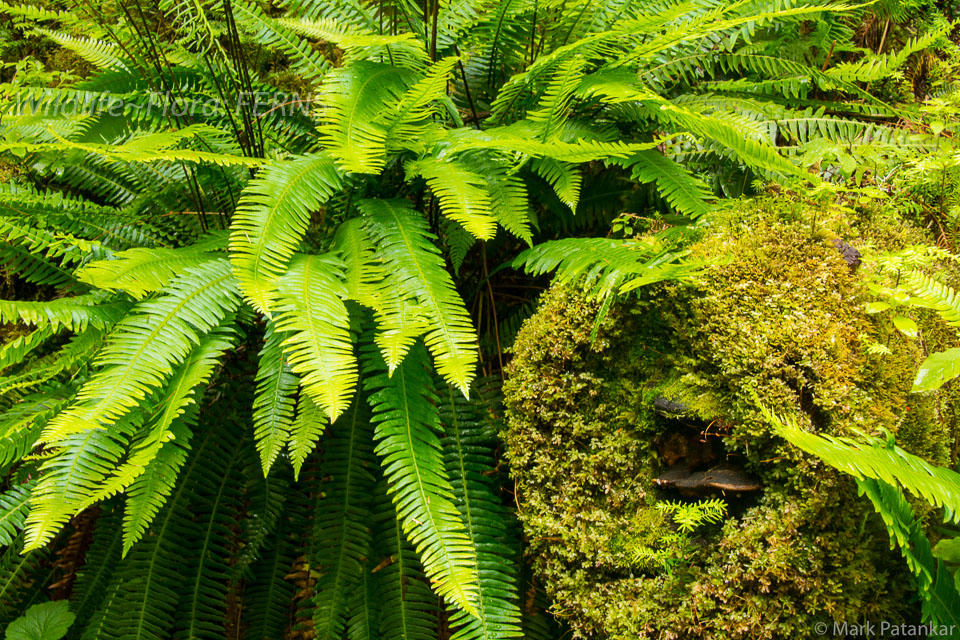 Ferns-30.jpg