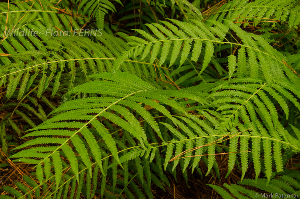 Ferns-36.jpg