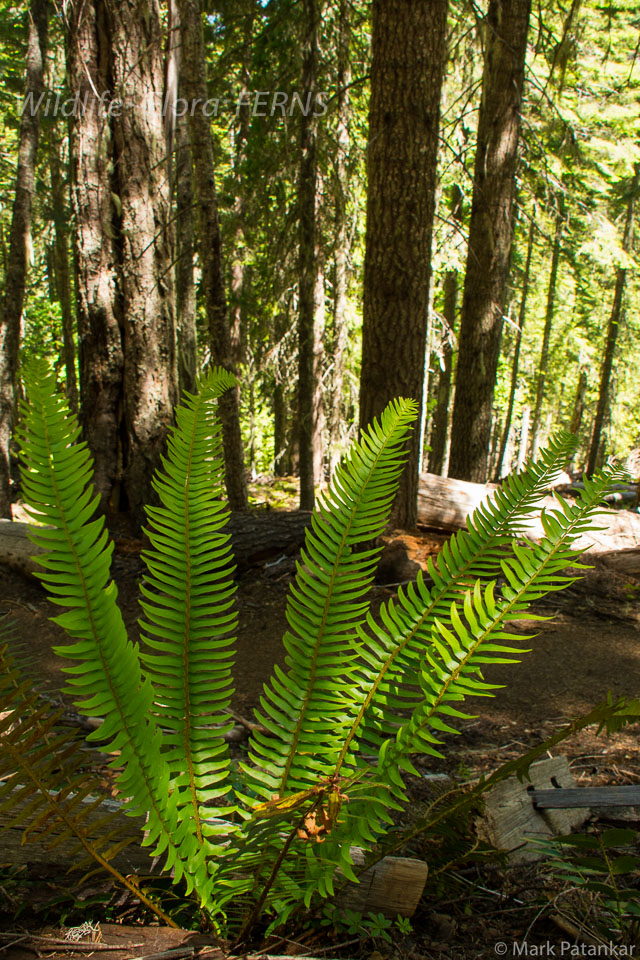 Ferns-38.jpg