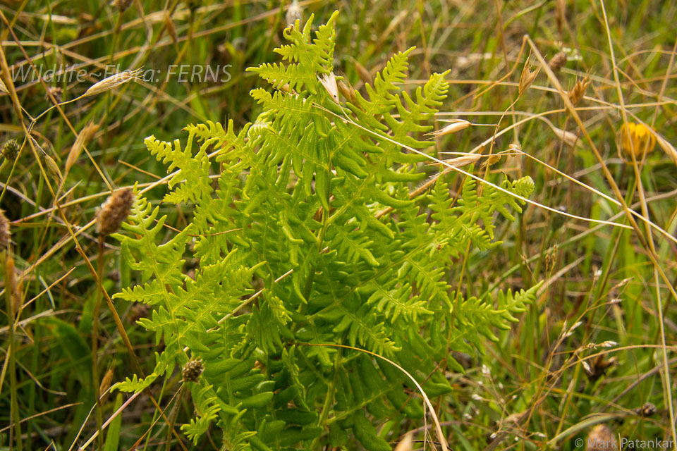 Ferns-39.jpg