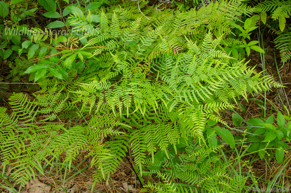 Ferns-42.jpg