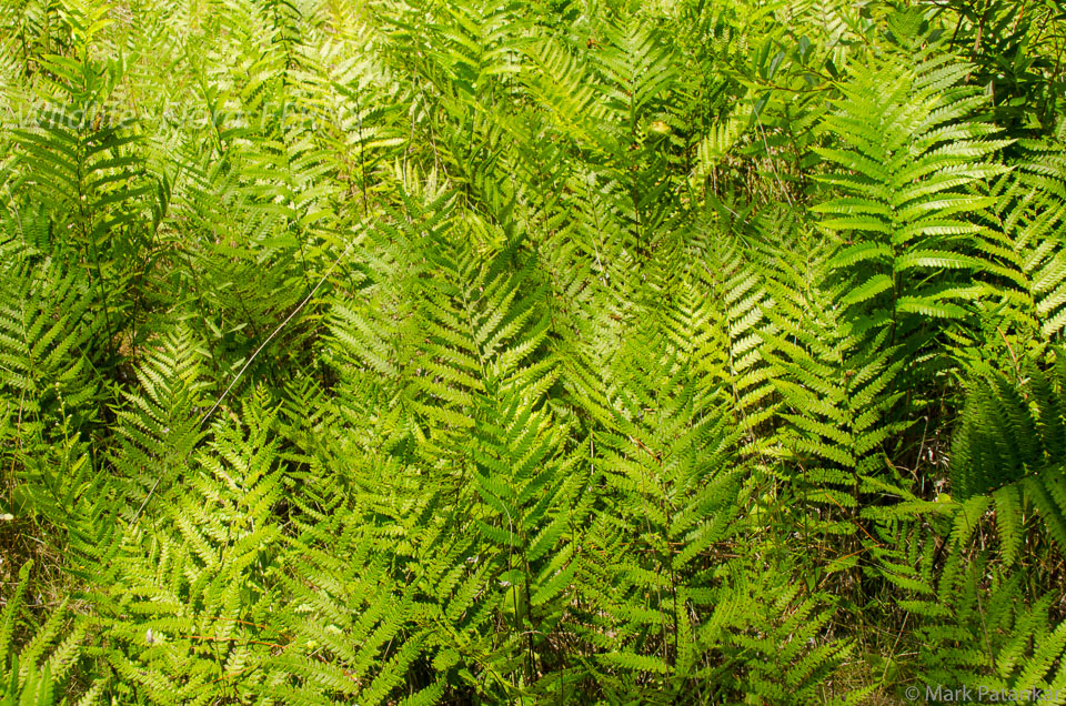 Ferns-43.jpg