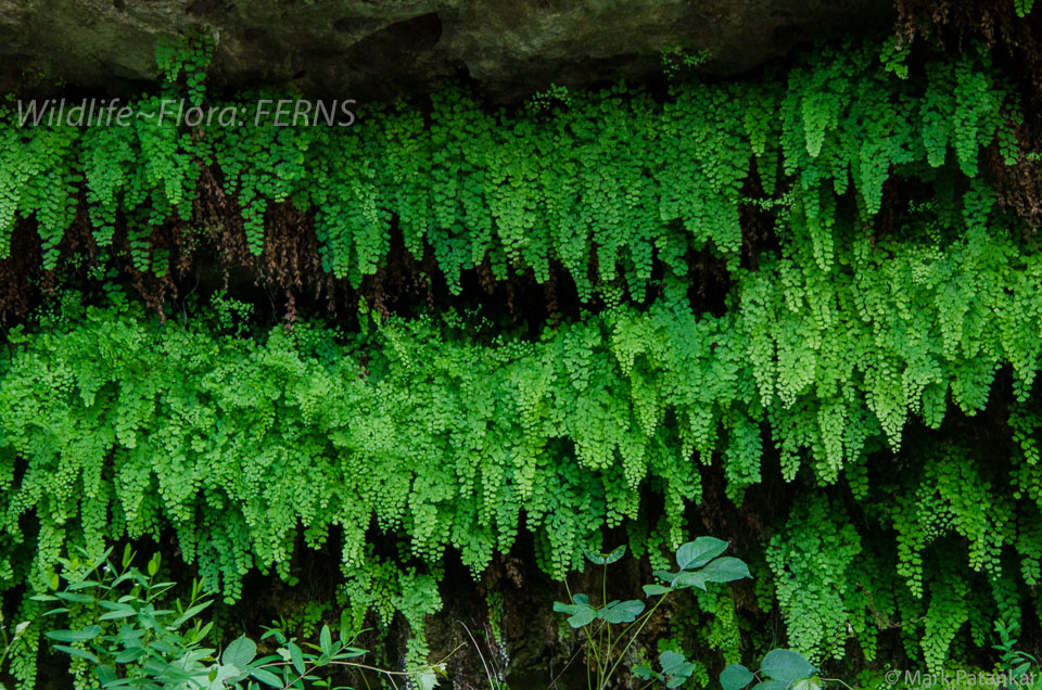 Ferns-44.jpg