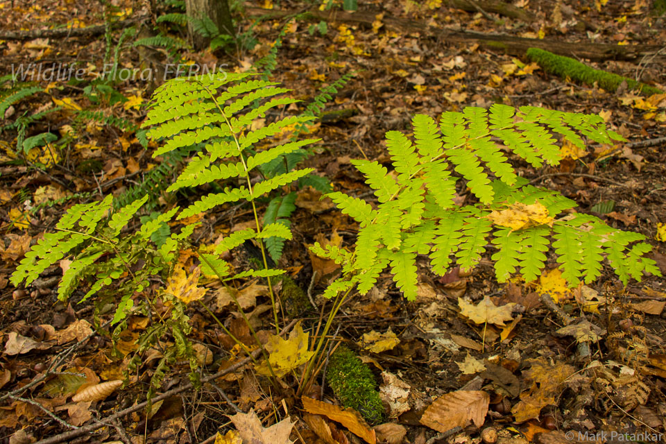 Ferns-47.jpg