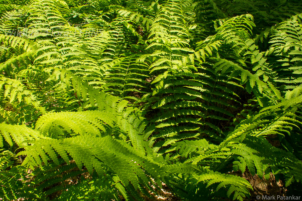 Ferns-48.jpg