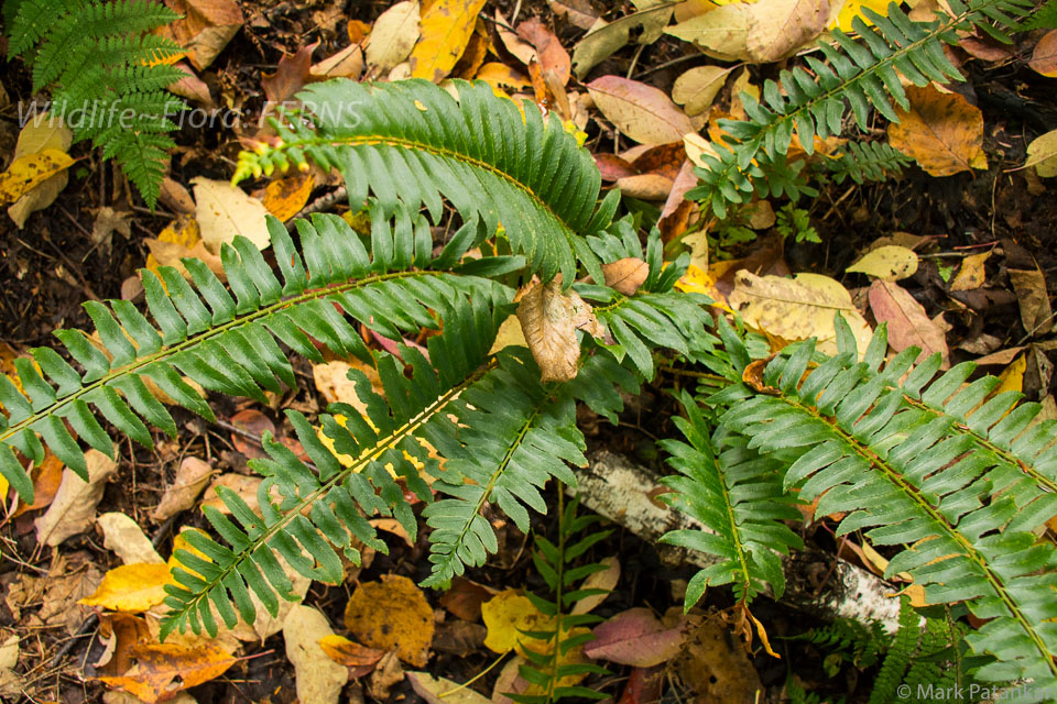 Ferns-49.jpg