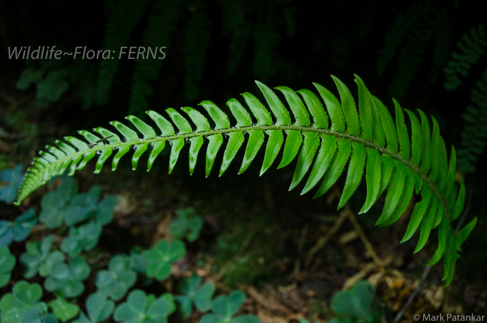 Ferns-5.jpg