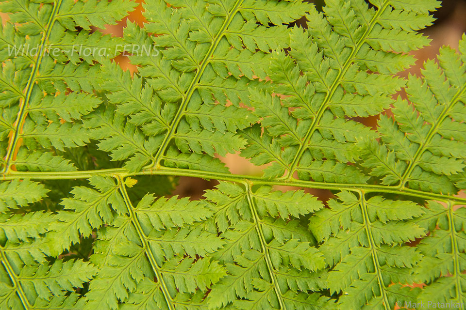 Ferns-50.jpg