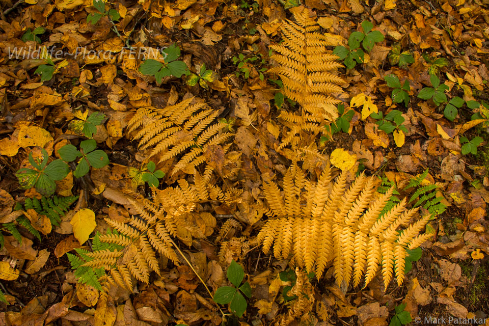 Ferns-51.jpg