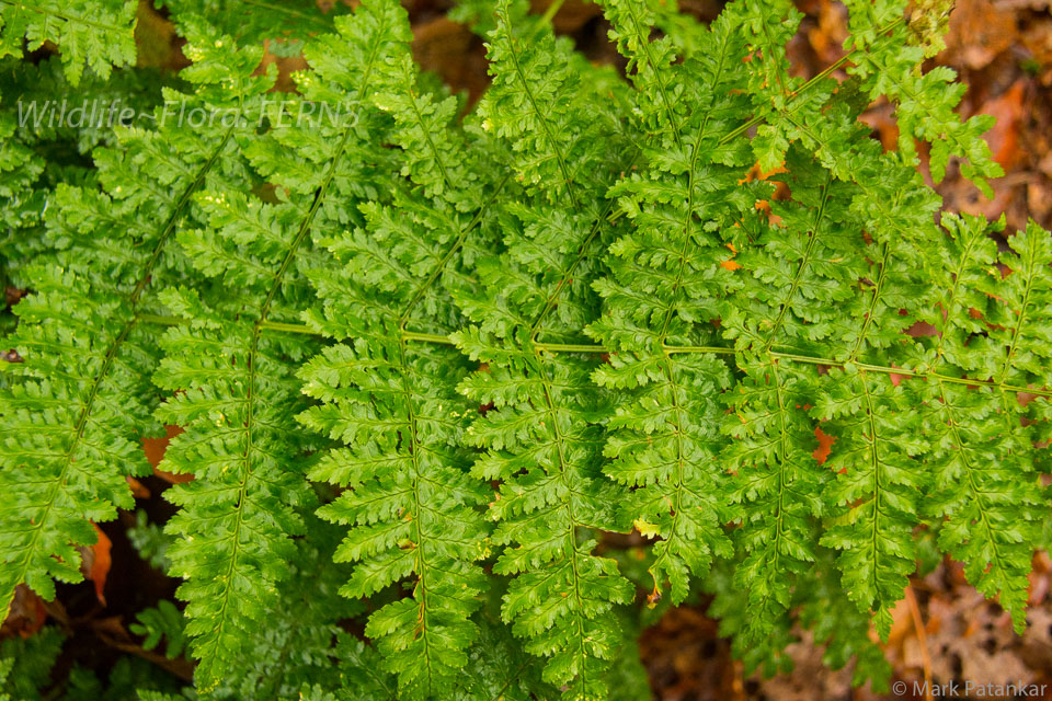 Ferns-53.jpg