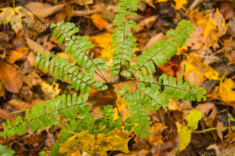 Ferns-54.jpg