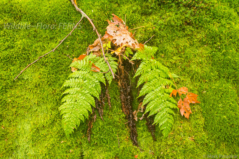 Ferns-56.jpg