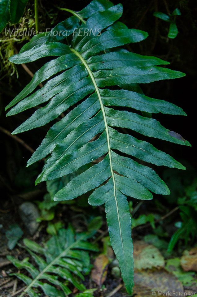 Ferns-7.jpg