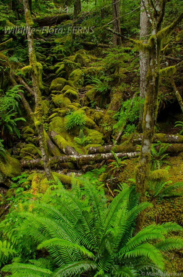 Ferns-9.jpg