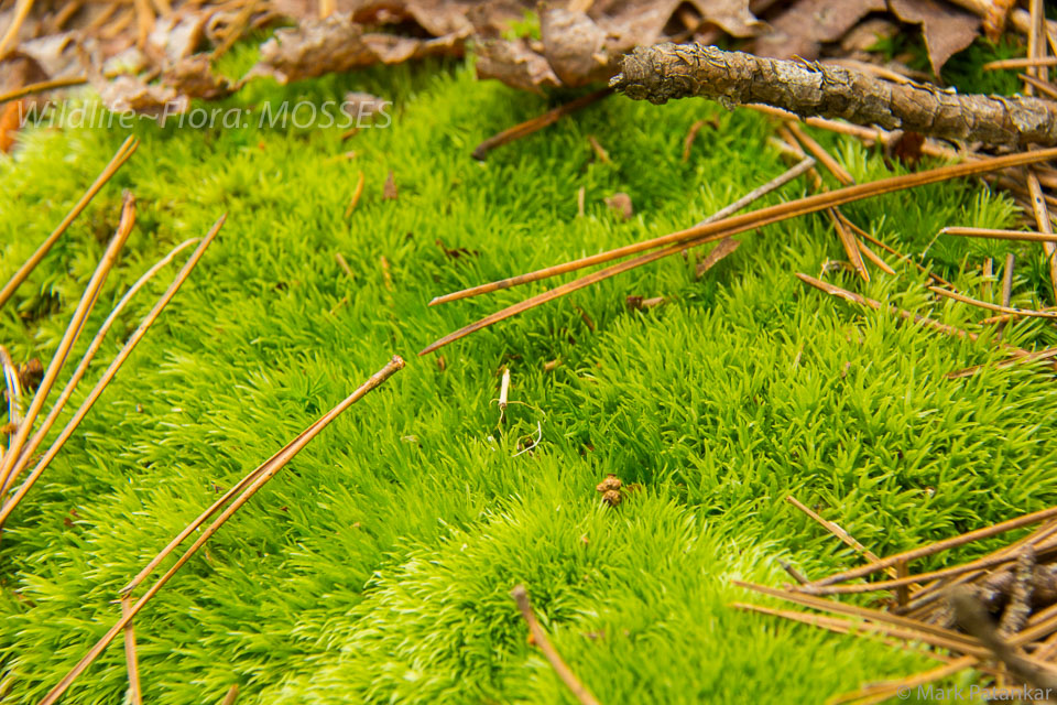 Mosses-21.jpg