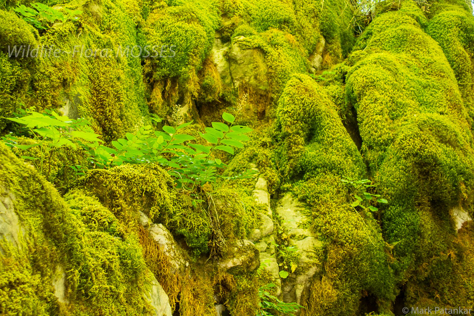 Mosses-32.jpg