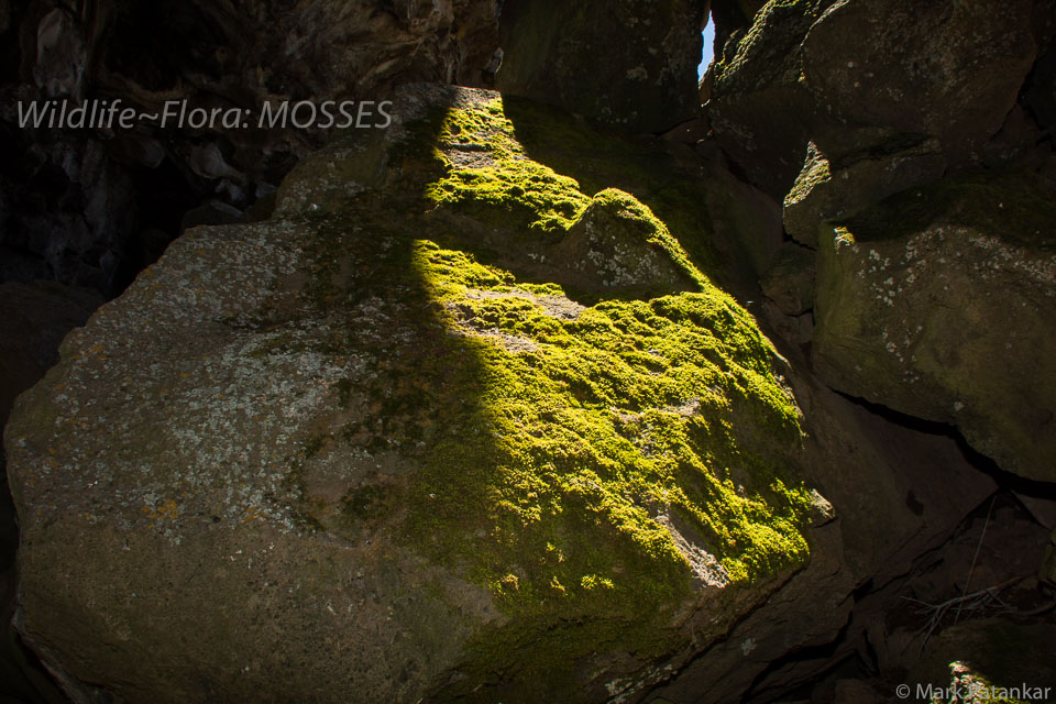 Mosses-33.jpg