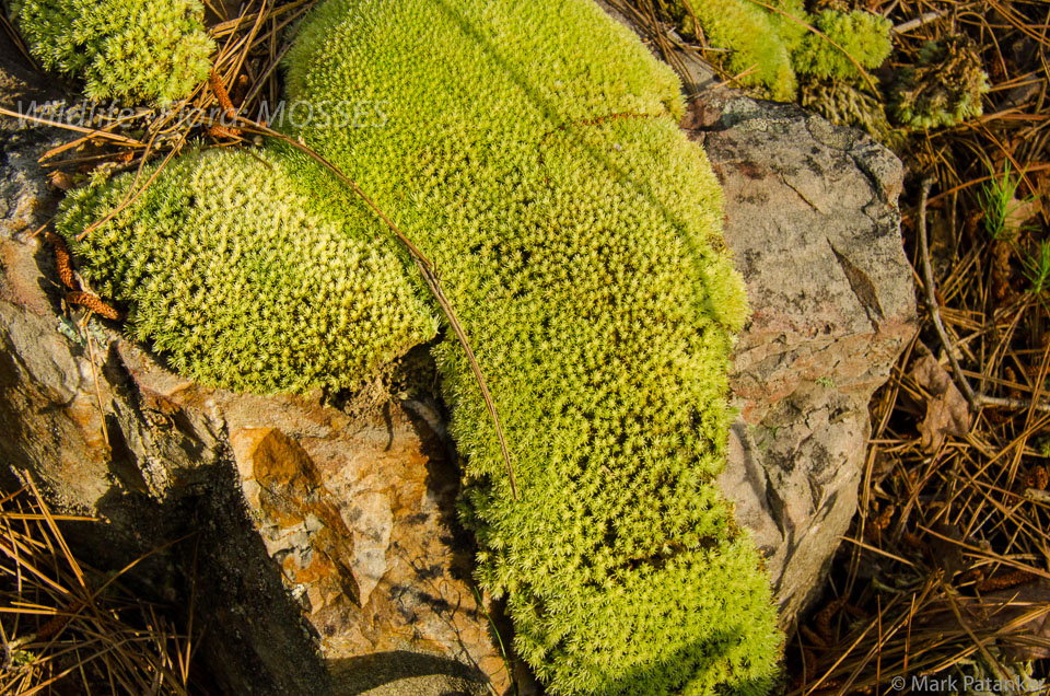 Mosses-40.jpg