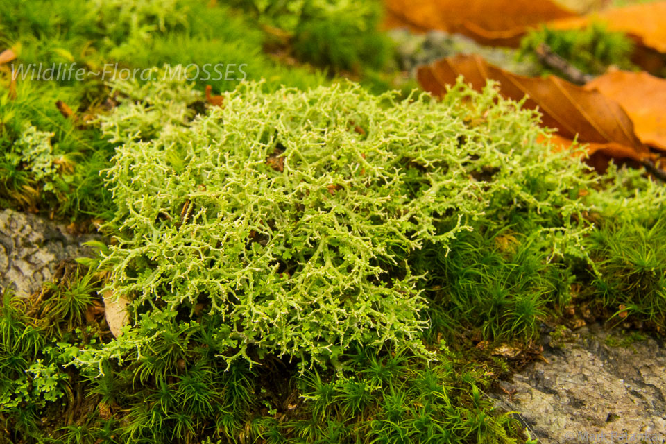 Mosses-52.jpg