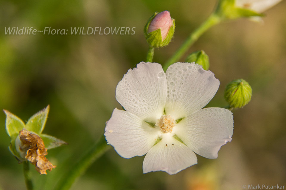 Wildflowers-106.jpg