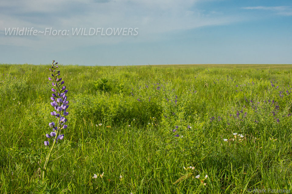 Wildflowers-108.jpg