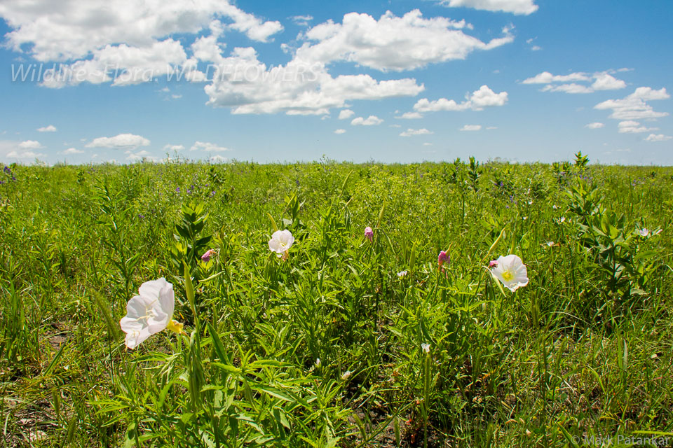 Wildflowers-110.jpg