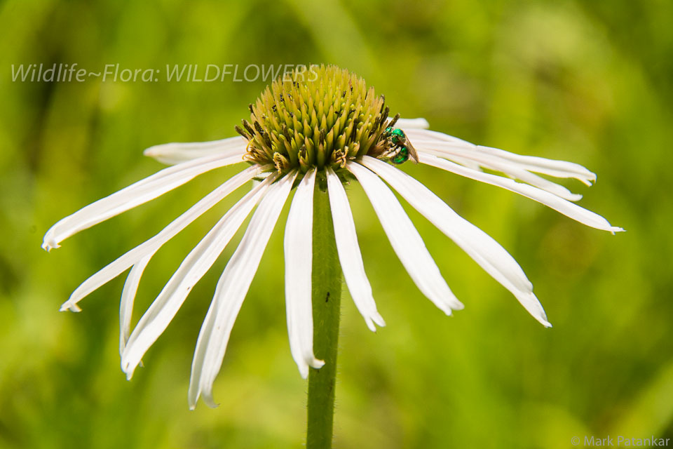 Wildflowers-115.jpg