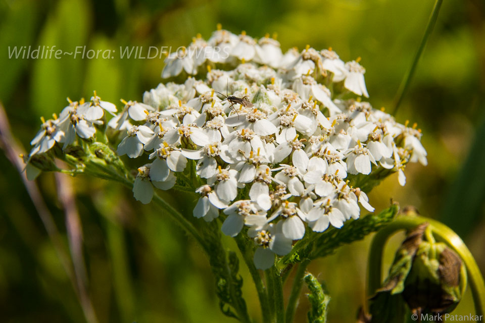 Wildflowers-138.jpg