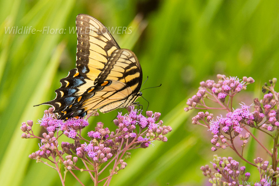 Wildflowers-165.jpg