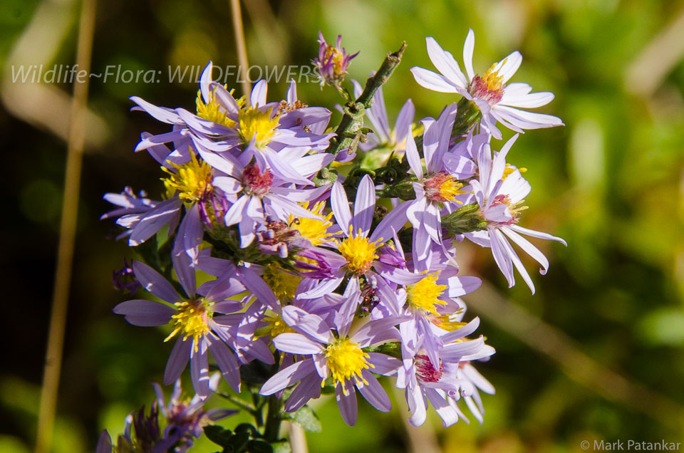 Wildflowers-169.jpg