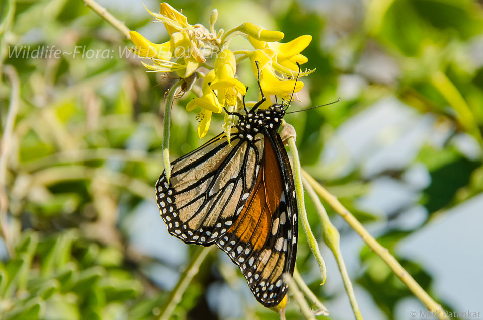 Wildflowers-170.jpg