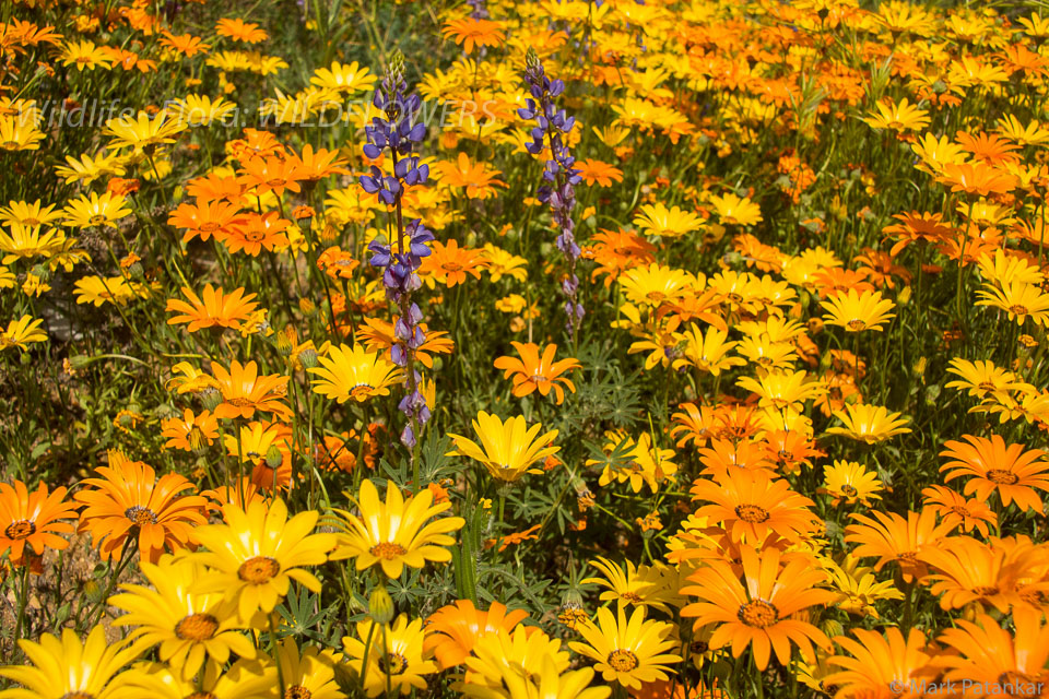 Wildflowers-179.jpg