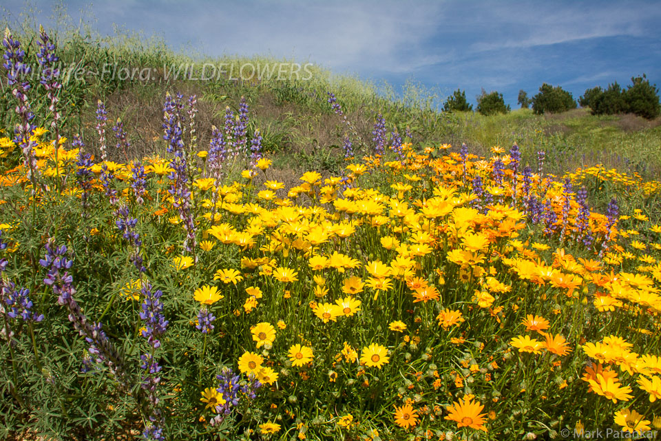 Wildflowers-182.jpg