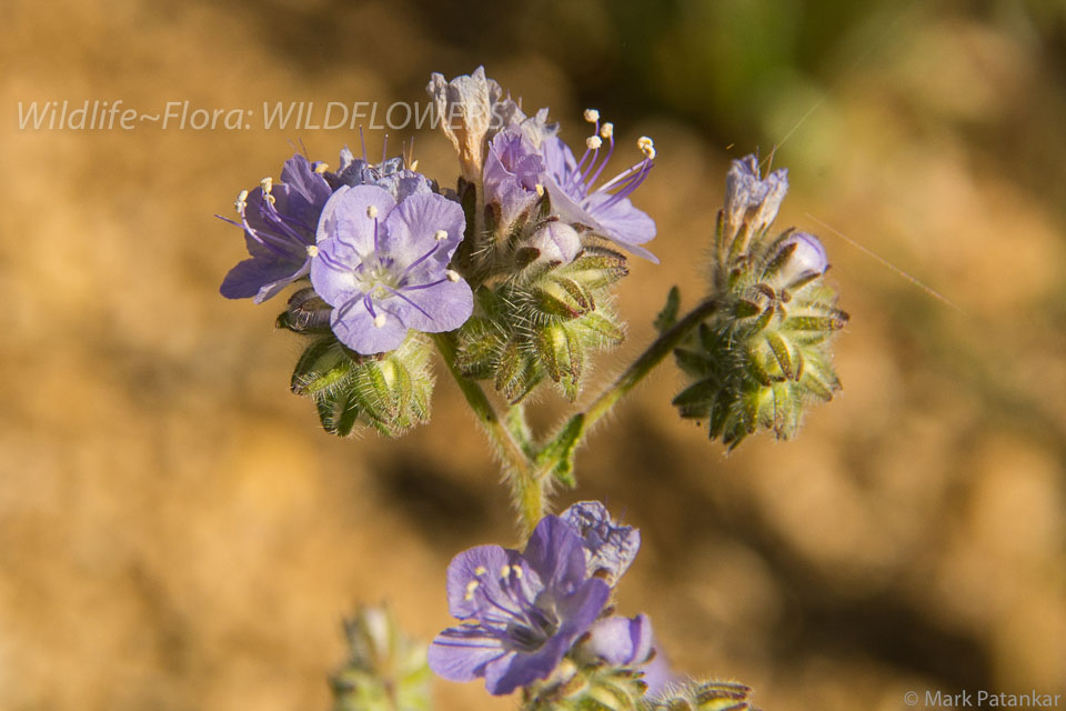 Wildflowers-186.jpg