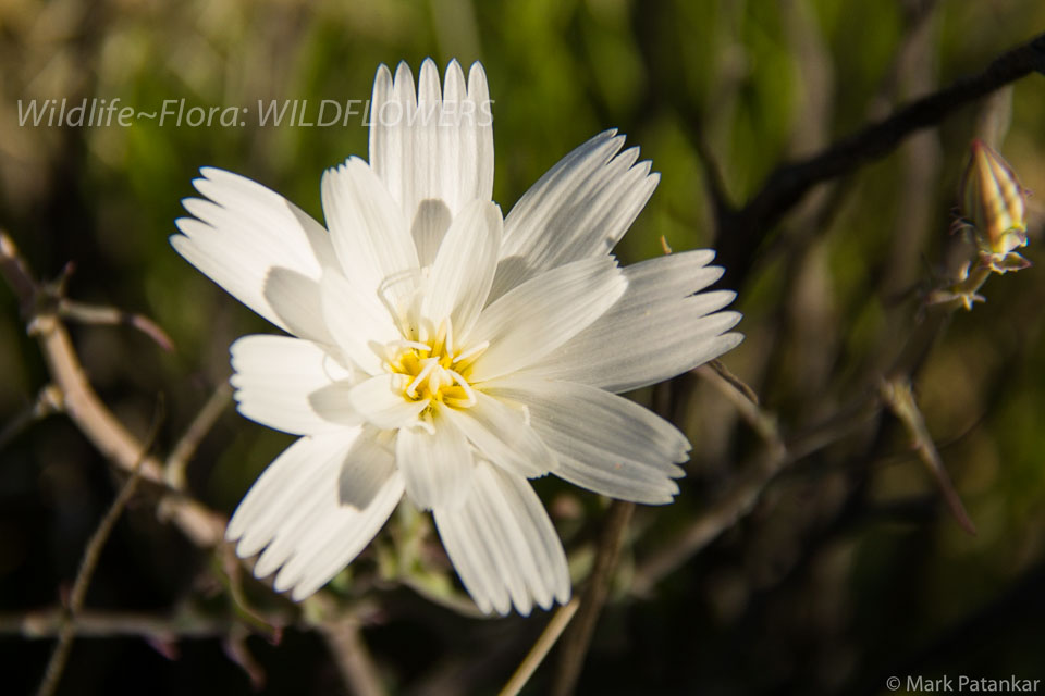 Wildflowers-187.jpg