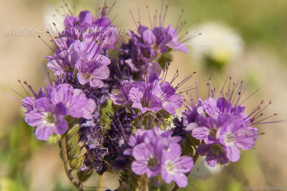 Wildflowers-190.jpg