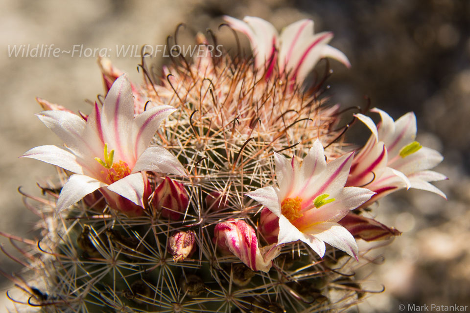 Wildflowers-193.jpg