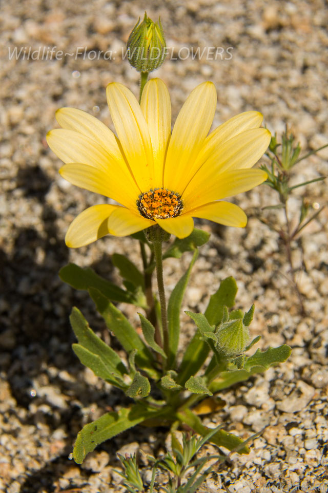 Wildflowers-194.jpg