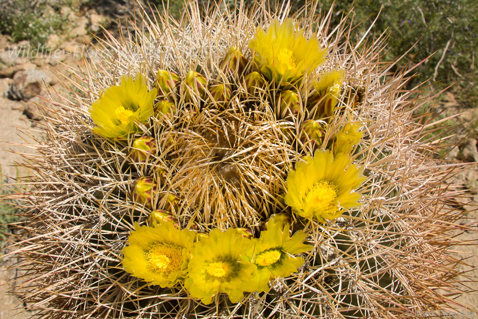 Wildflowers-195.jpg