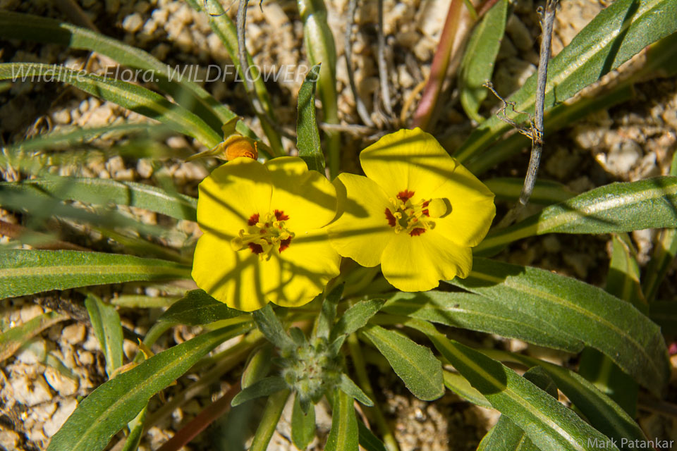 Wildflowers-196.jpg