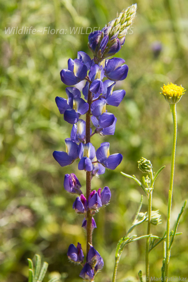 Wildflowers-197.jpg