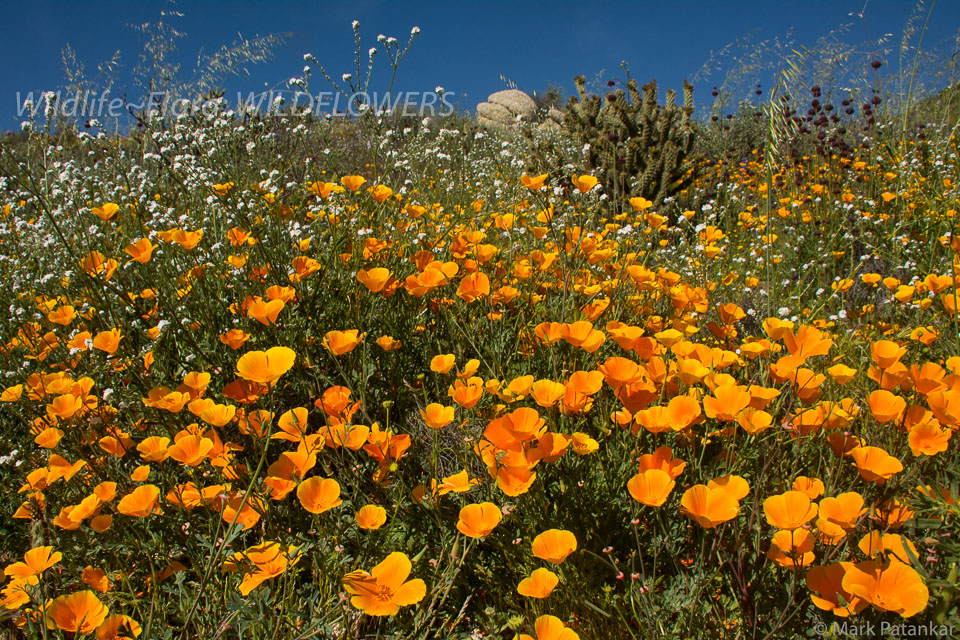 Wildflowers-198.jpg